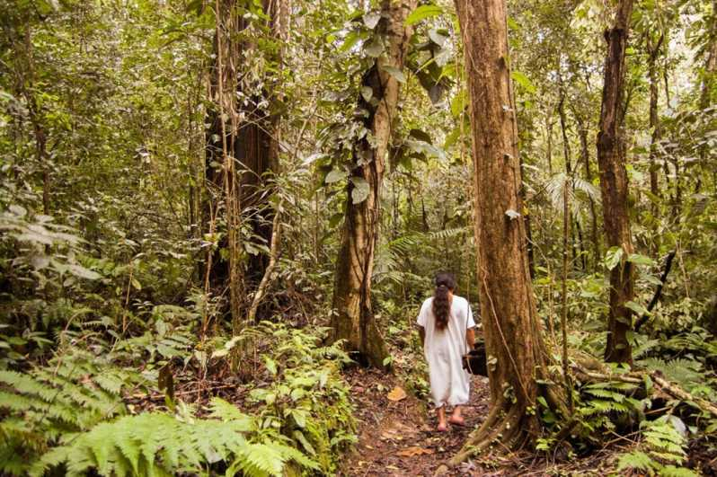 Desde Palenque: Experiencia de Senderismo en la Selva Lacandona