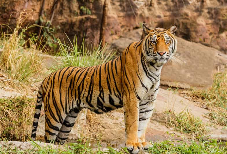 Desde Jaipur Excursión de un día al Parque Nacional de Ranthambore con Safari