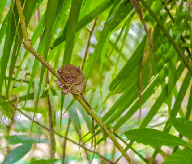 Visita guiada por la campiña de Bohol desde Cebú