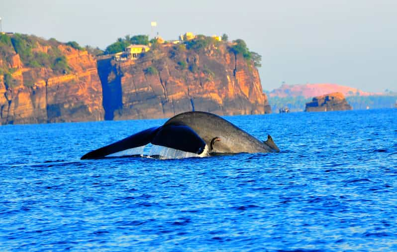 Avistamiento de ballenas y delfines Trincomalee