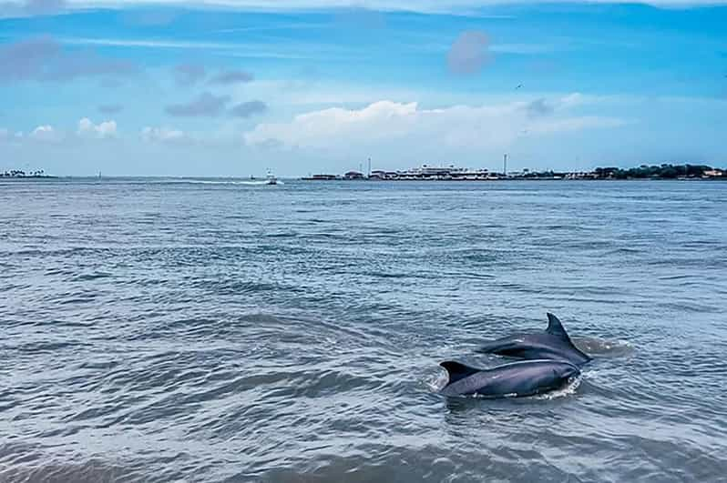 Galveston: Crucero de observación de delfines con avistamientos garantizados