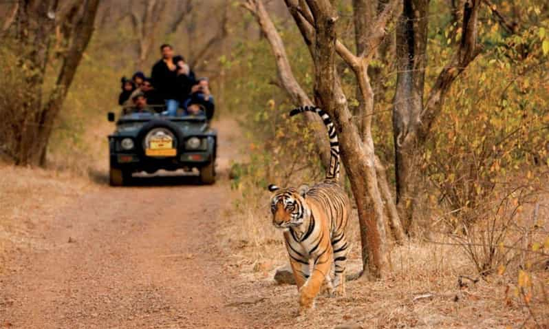 Reserva un safari por el Parque Nacional de Ranthambore