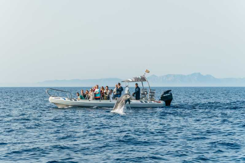 Alcudia/Can Picafort: Crucero guiado para avistar delfines al amanecer