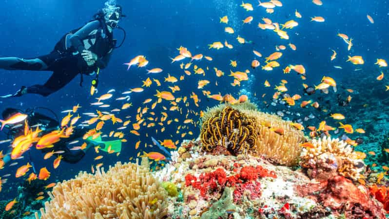 Lado: Excursión de buceo Viaje a las profundidades del azul