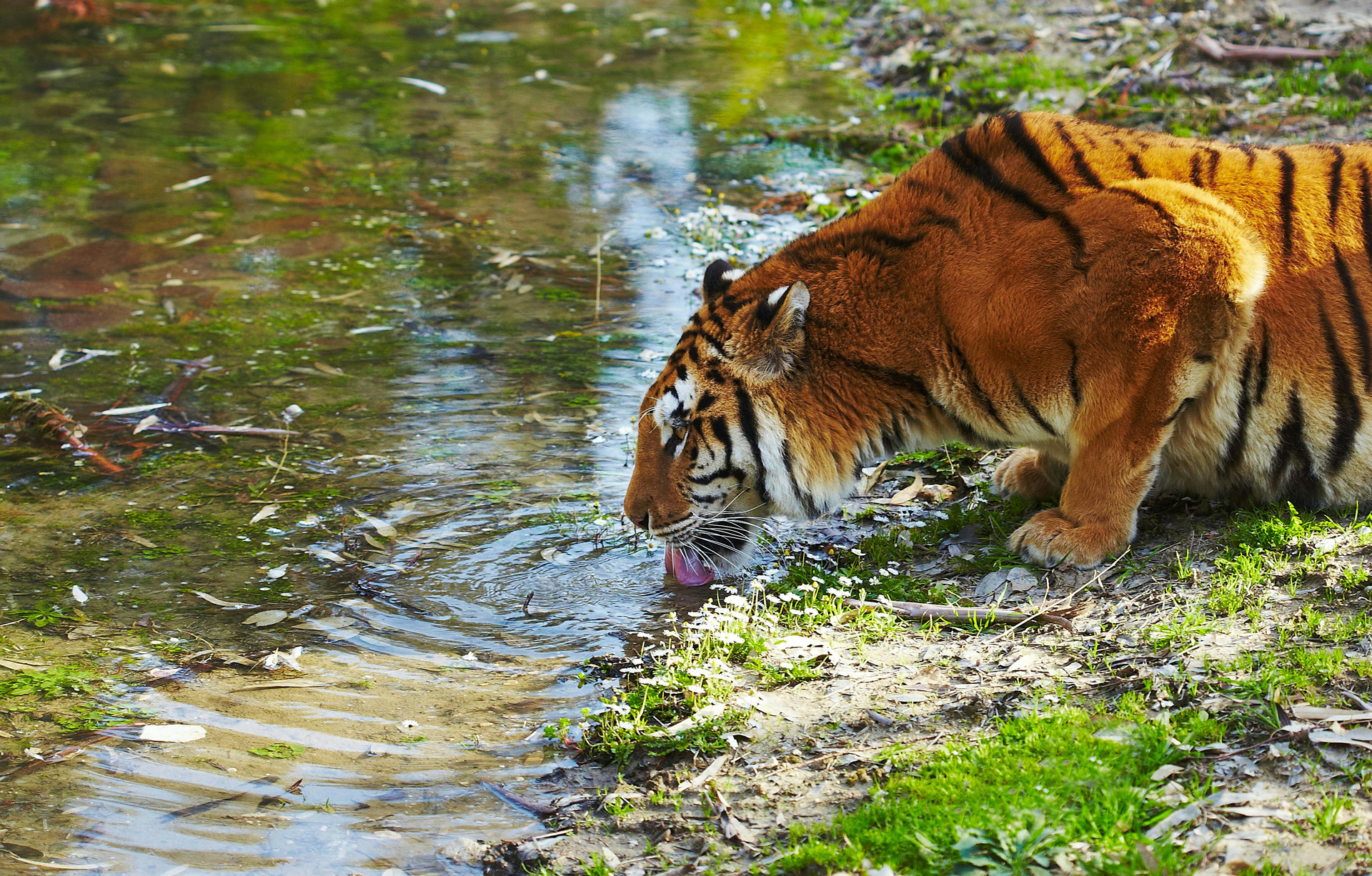 Excursión de día completo a Sundarbans