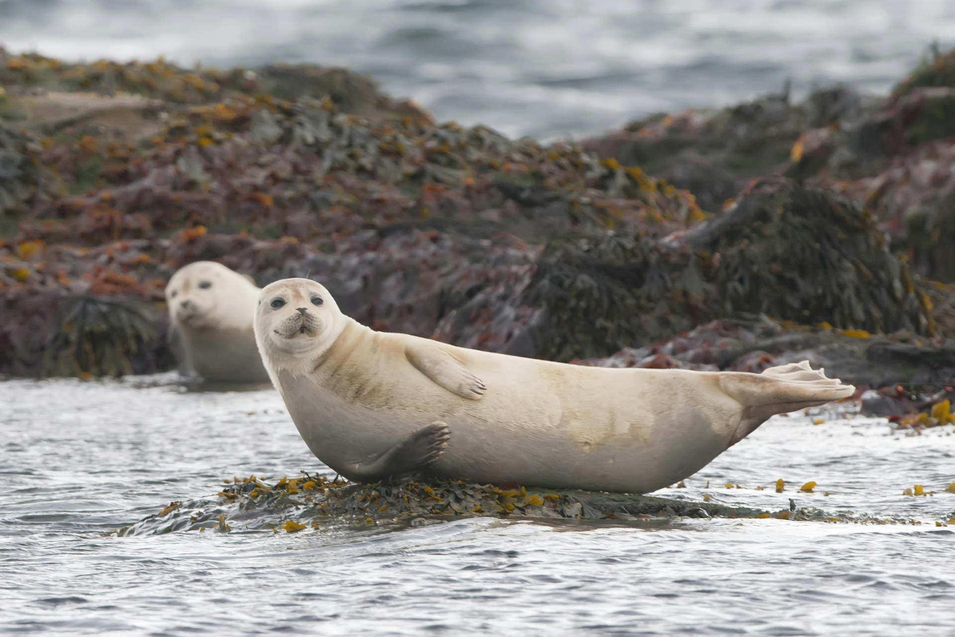 Focas en Rauðasandur