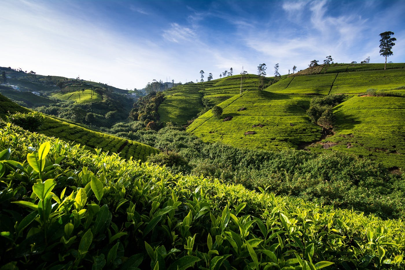 Tour de senderismo y observación de aves desde Nuwara Eliya