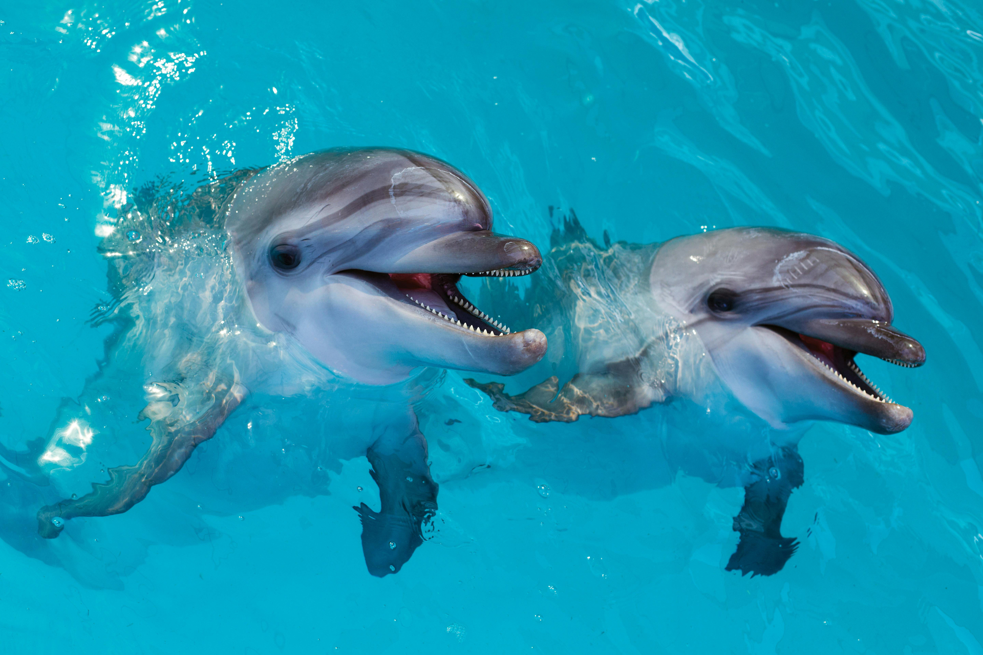Nado con delfines y exploración en Atlantis Dubai