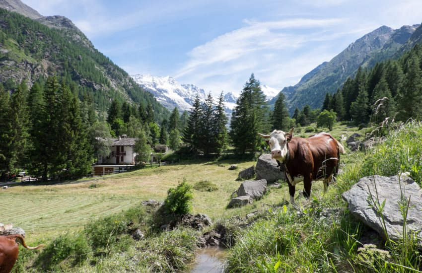 En trineo o calesa en el Parque del Gran Paradiso