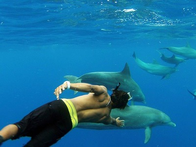 Buceo con delfines en la costa suroeste de Mauricio