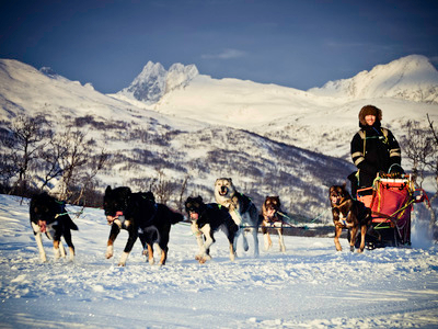 Expedición de día completo en trineo de perros por el Ártico en Tromsø