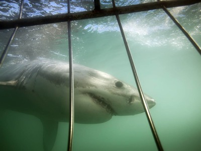 Buceo en jaula con tiburones blancos en Mossel Bay