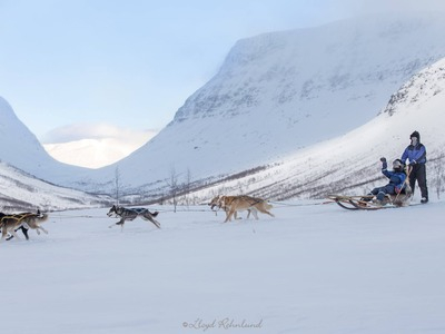 Expediciones de medio día en trineo de perros por el Ártico, Tromsø