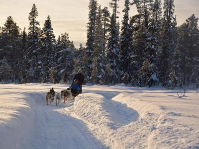 Excursiones en trineo de perros en Svappavaara, cerca de Kiruna