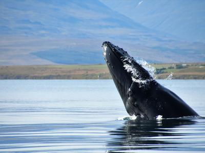 Observación clásica de ballenas en Akureyri