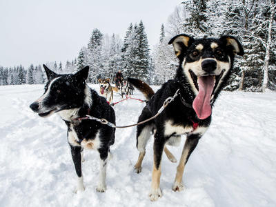 Excursión de un día entero en trineo tirado por perros en Åre (Suecia)