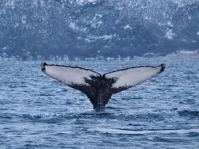 Safari de observación de ballenas y crucero por los fiordos desde Tromso