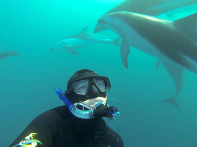 Nadar con delfines en Kaikoura