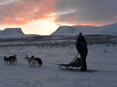 Conduce tu propio trineo tirado por perros en el Círculo Polar Ártico