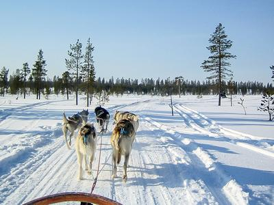 Aventura con trineo de perros husky cerca de Rovaniemi