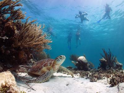 Excursiones de buceo en las Islas Eolias, Sicilia