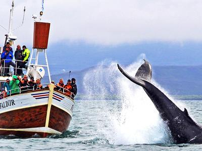 Observación de ballenas en la bahía de Skjálfandi, Húsavík