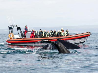 Observación de frailecillos y ballenas en Húsavík