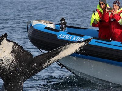 Observación de ballenas y excursión a la isla de los frailecillos en Húsavík