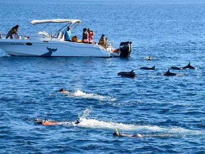 Nadar con delfines en Mauricio desde la Grande Rivière Noire