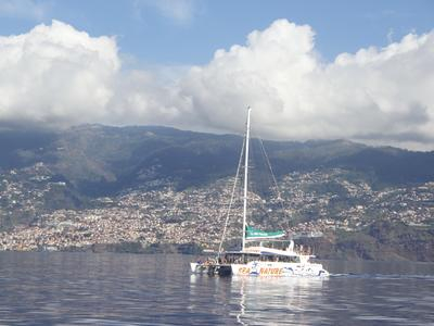 Excursión de observación de delfines y ballenas en Madeira