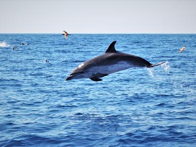 Nadar con delfines cerca de Angra do Heroísmo en la isla de Terceira