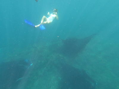 Experiencia de snorkel Manta Safari en Nusa Penida desde Bali