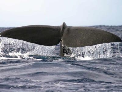 Excursión de avistamiento de ballenas en Madeira