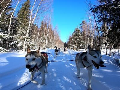 Conduzca su propio trineo tirado por perros en la Laponia sueca