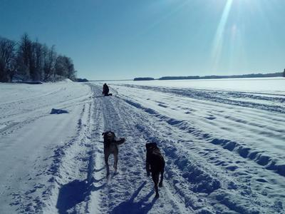 Excursión de varios días en trineo tirado por perros en la Laponia sueca
