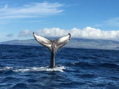 Avistamiento de ballenas en la isla Terceira