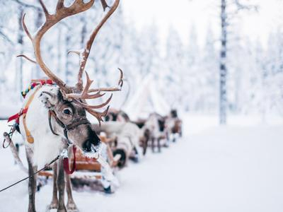 Excursión familiar: moto de nieve, animales árticos y pueblo de Papá Noel