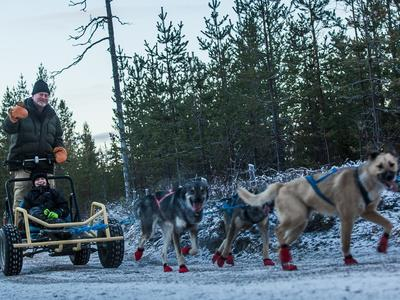 Excursión en carro de husky desde Rovaniemi