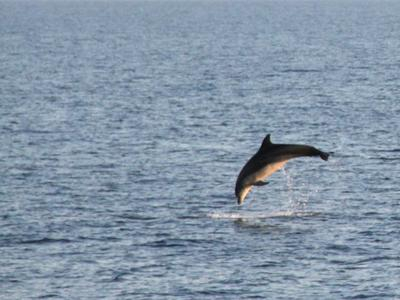 Crucero con delfines al atardecer con cena en Pula