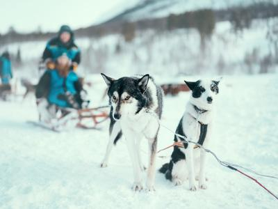 Trineo de perros, cúpulas de hielo y visita a los renos en el campamento Tamok desde Tromso