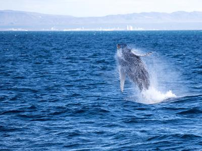 Avistamiento de ballenas desde Reikiavik