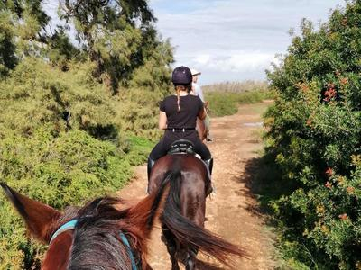 Paseo a caballo en el campo de Mallorca, desde Felanitx