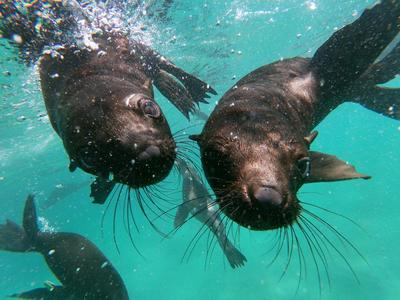Nadar con focas en la Reserva Natural de Robberg