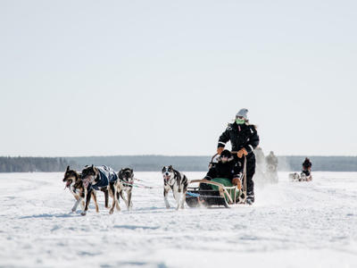 Excursión familiar en trineo de perros en Rovaniemi