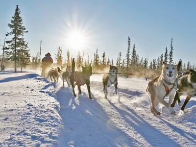 Viaje en trineo tirado por perros con el tradicional fika sueco en Kiruna