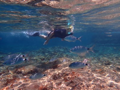 Excursion de snorkel guiado en el Reserva Marina desde El Arenal, cerca de Palma