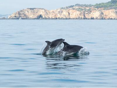 Avistamiento de delfines y excursión guiada en barco a las cuevas de Benagil desde Portimão, Algarve