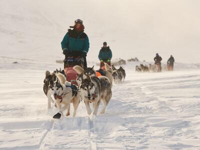 Excursión en trineo de perros en Kiruna, Suecia