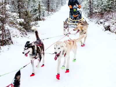 Safari en trineo tirado por perros y café de campamento desde Rovaniemi
