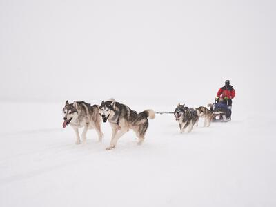 Paseo en trineo de perros y comida cerca de Kiruna, Suecia